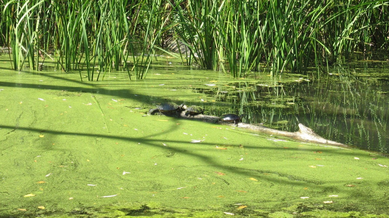 Photo of Others in St. Catharines