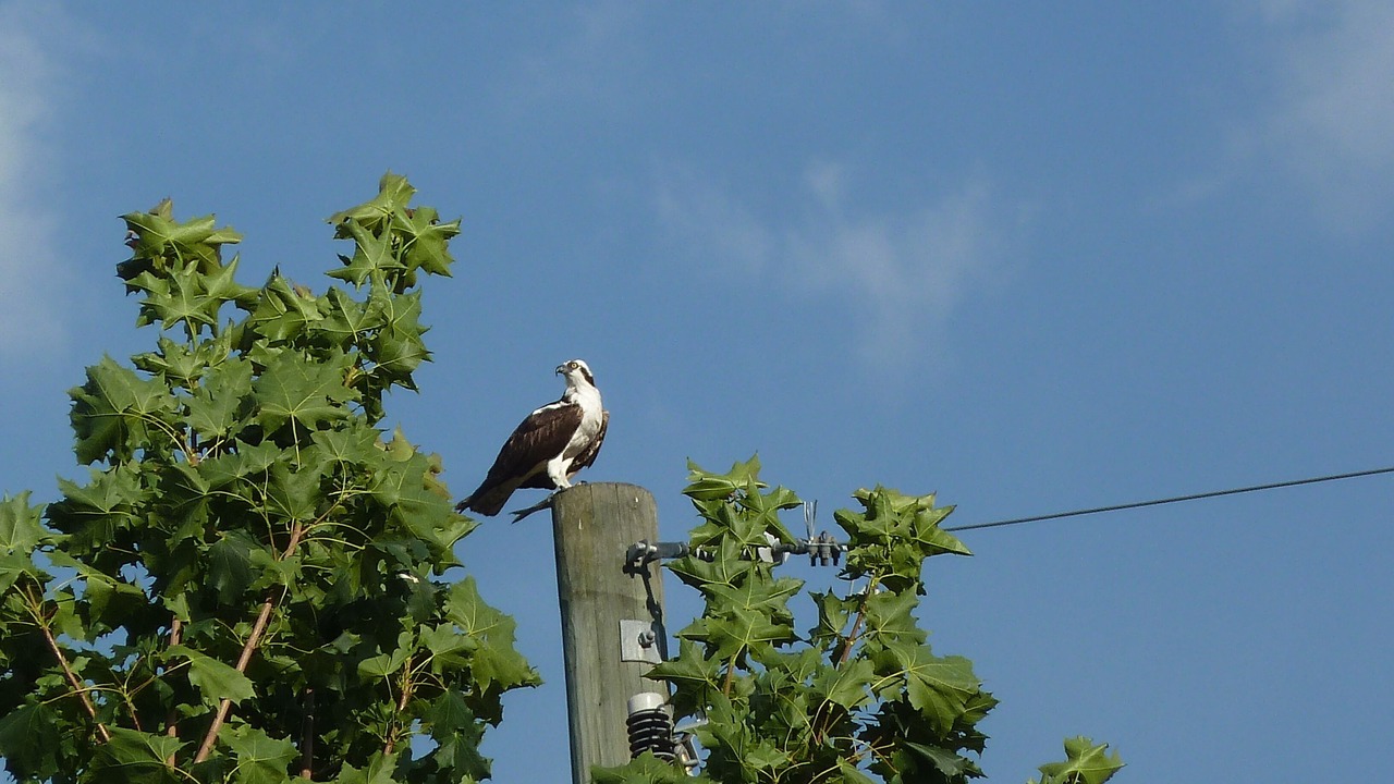 Photo of Others in Central Okanagan