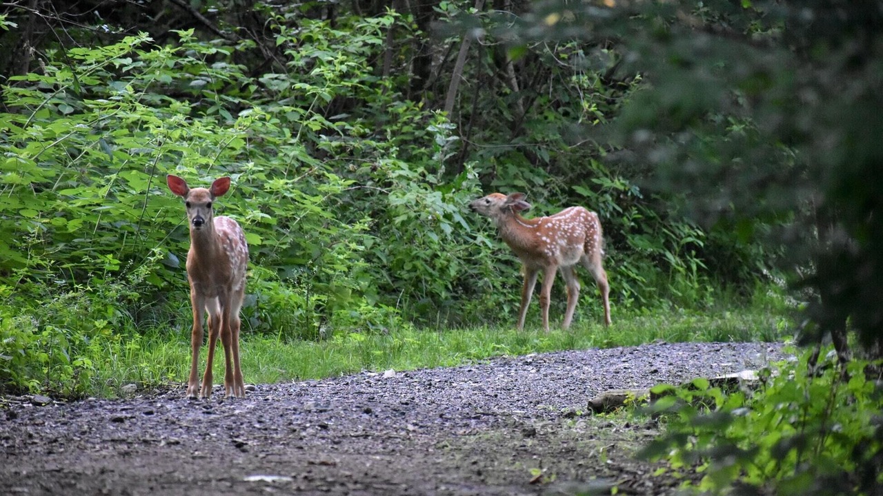 Photo of Others in Salt Spring Island