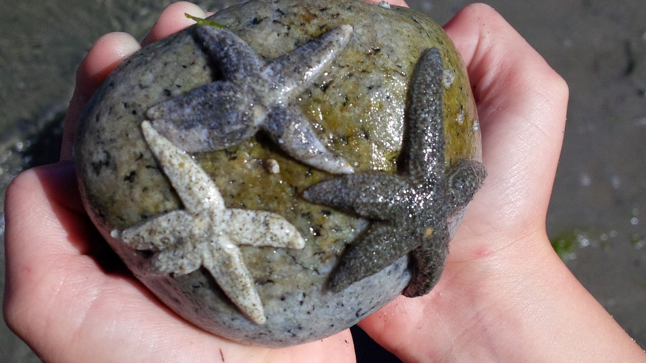 Photo of Others in Halfmoon Bay