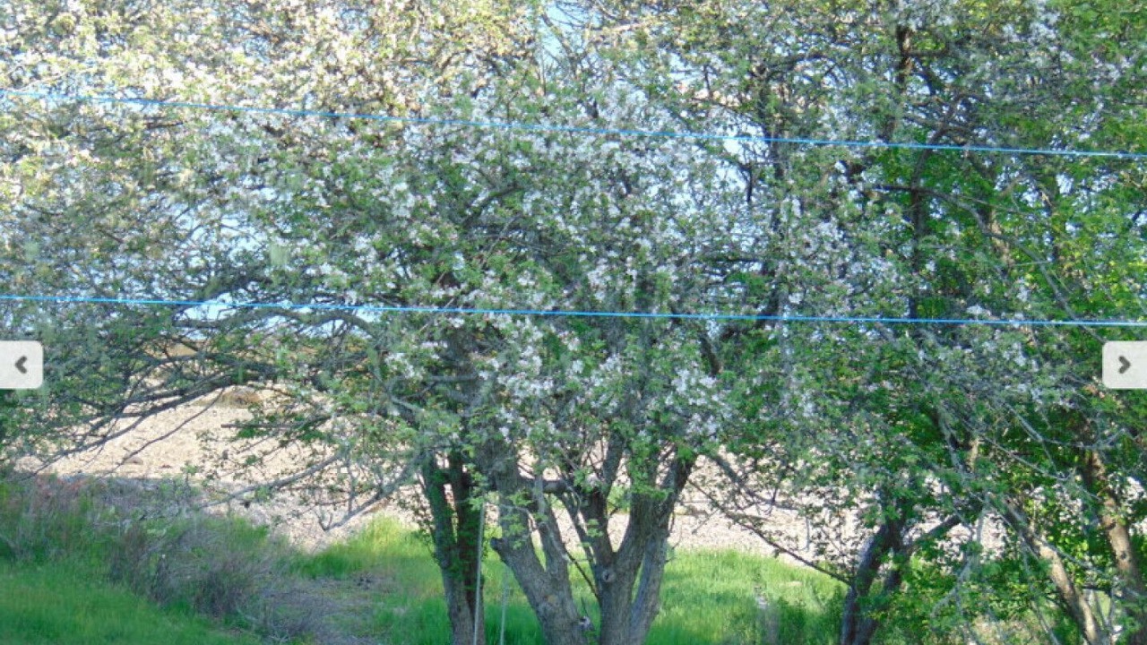 Photo of Others in Lords Cove