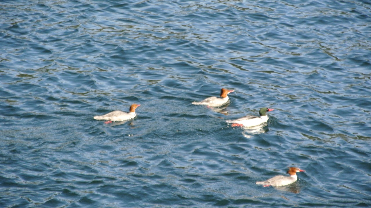Photo of Others in Egmont