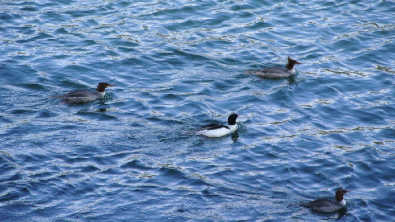Photo of Others in Egmont
