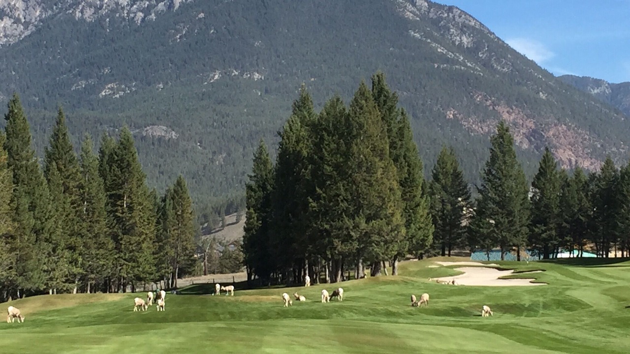 Photo of Others in East Kootenay