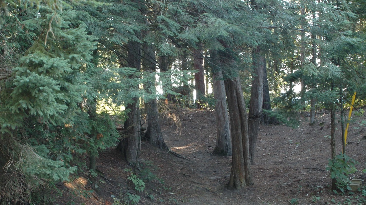 Photo of Others in Tiny