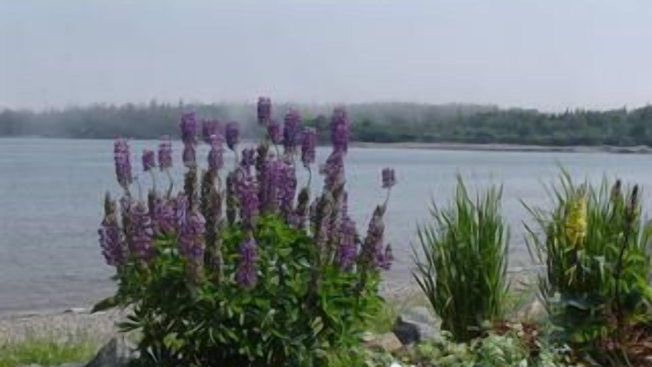 Photo of Others in Chance Harbour
