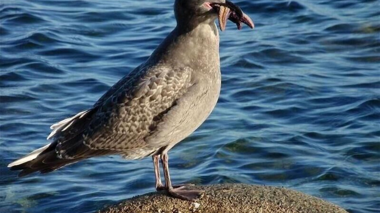 Photo of Others in Halfmoon Bay