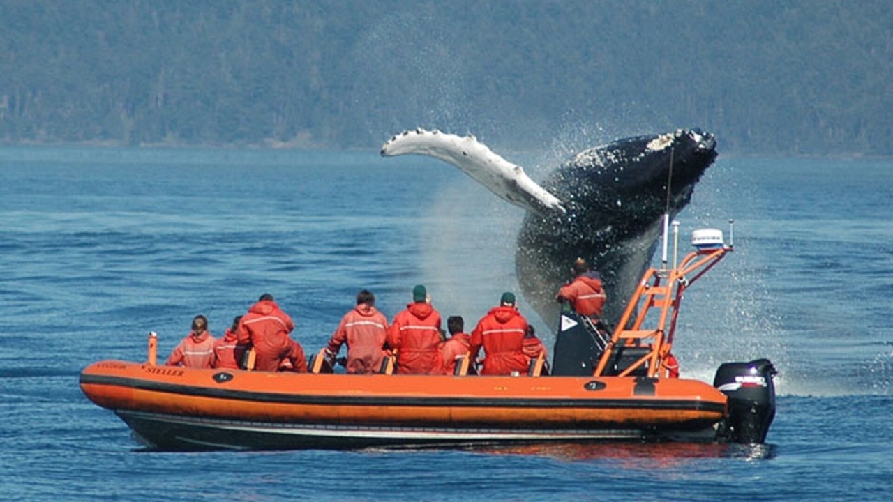 Photo of Others in Cordova Bay