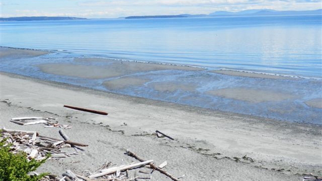 Photo of Others in Cordova Bay