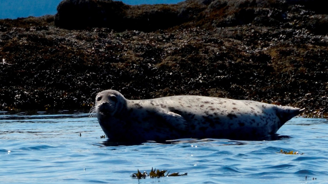 Photo of Others in Saturna Island