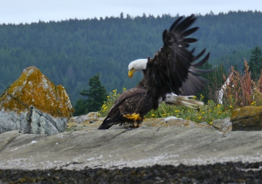 Photo of Others in Saturna Island