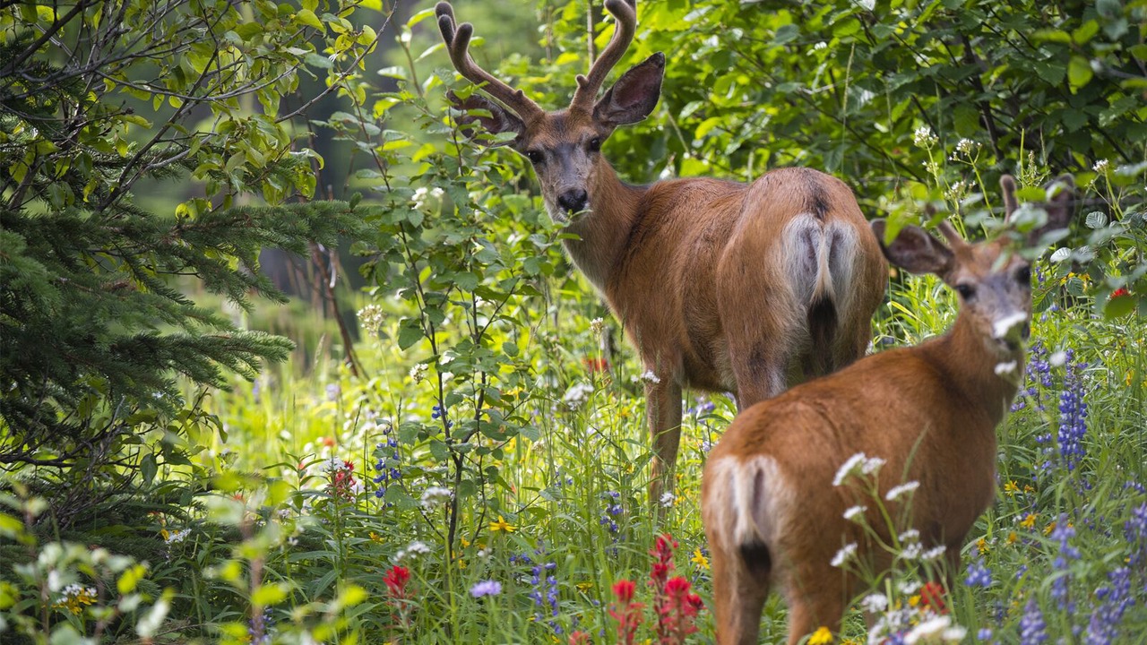 Photo of Others in Sun Peaks