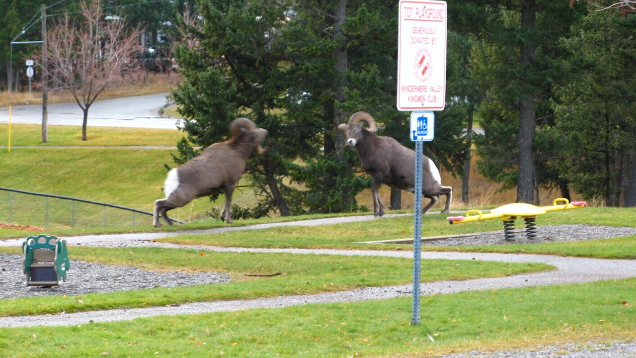 Photo of Others in East Kootenay