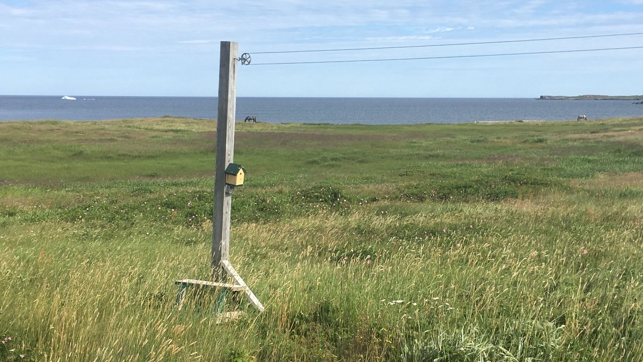 Photo of Others in Bonavista