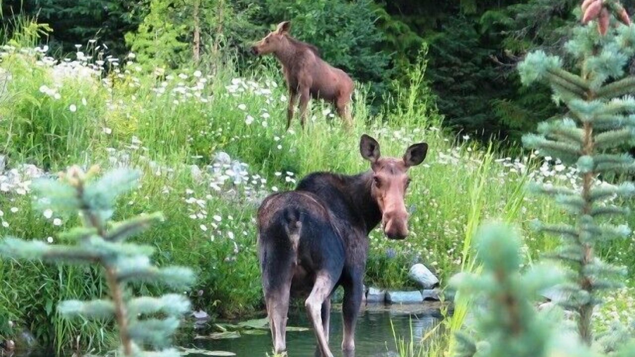 Photo of Others in East Kootenay