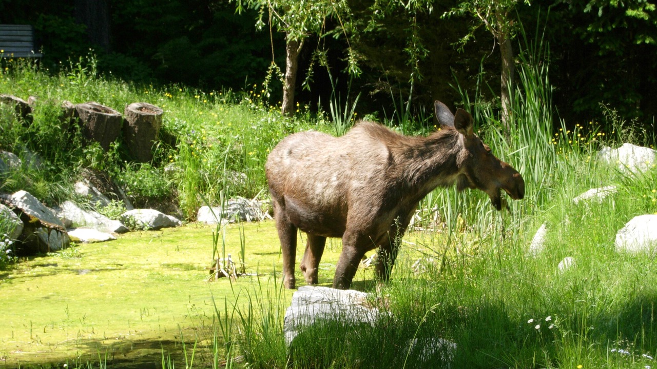 Photo of Others in East Kootenay