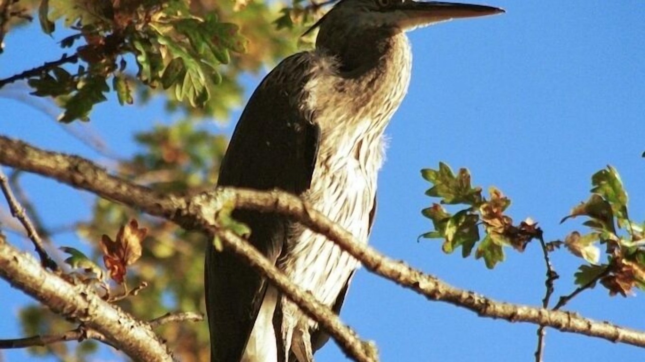Photo of Others in Sidney
