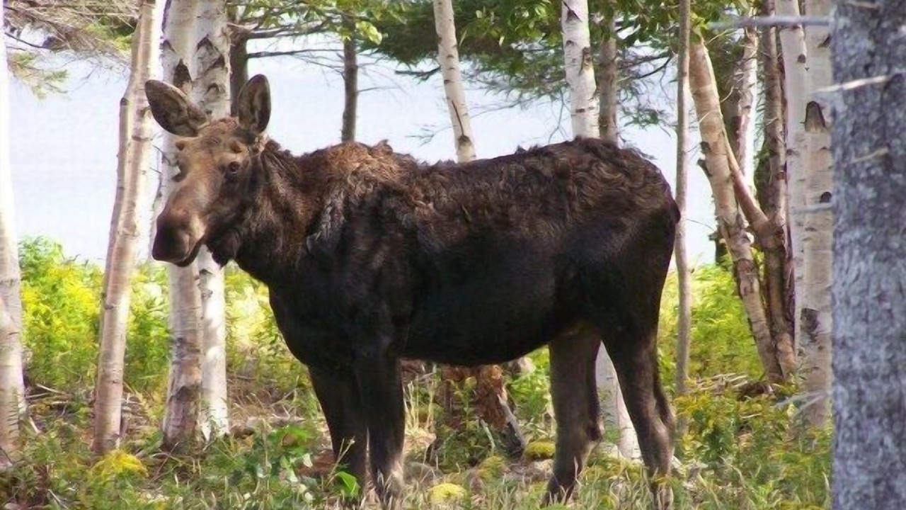 Photo of Outdoor in Birch Plain