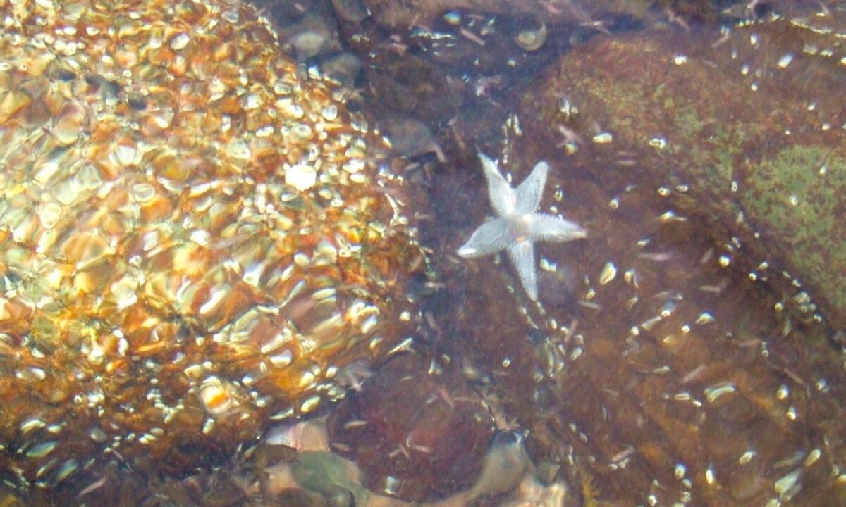 Photo of Others in Cheticamp