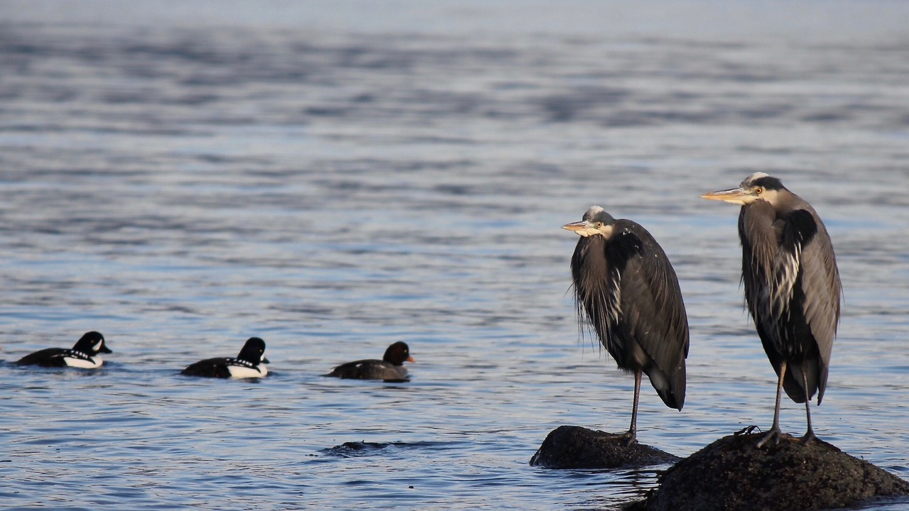 Photo of Others in West Sechelt