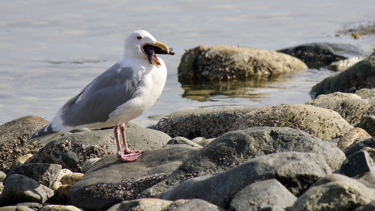 Photo of Outdoor in West Sechelt