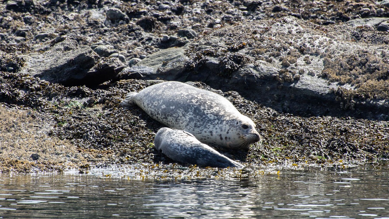 Photo of Others in Pender Island