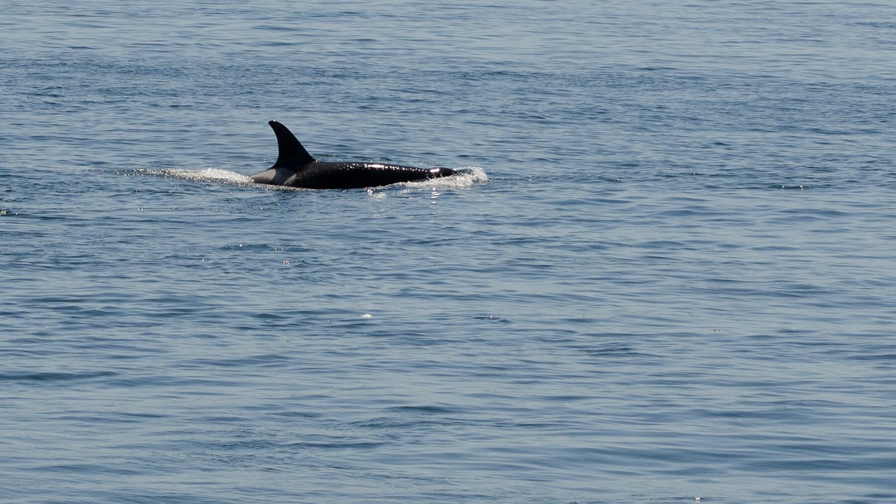 Photo of Others in Pender Island