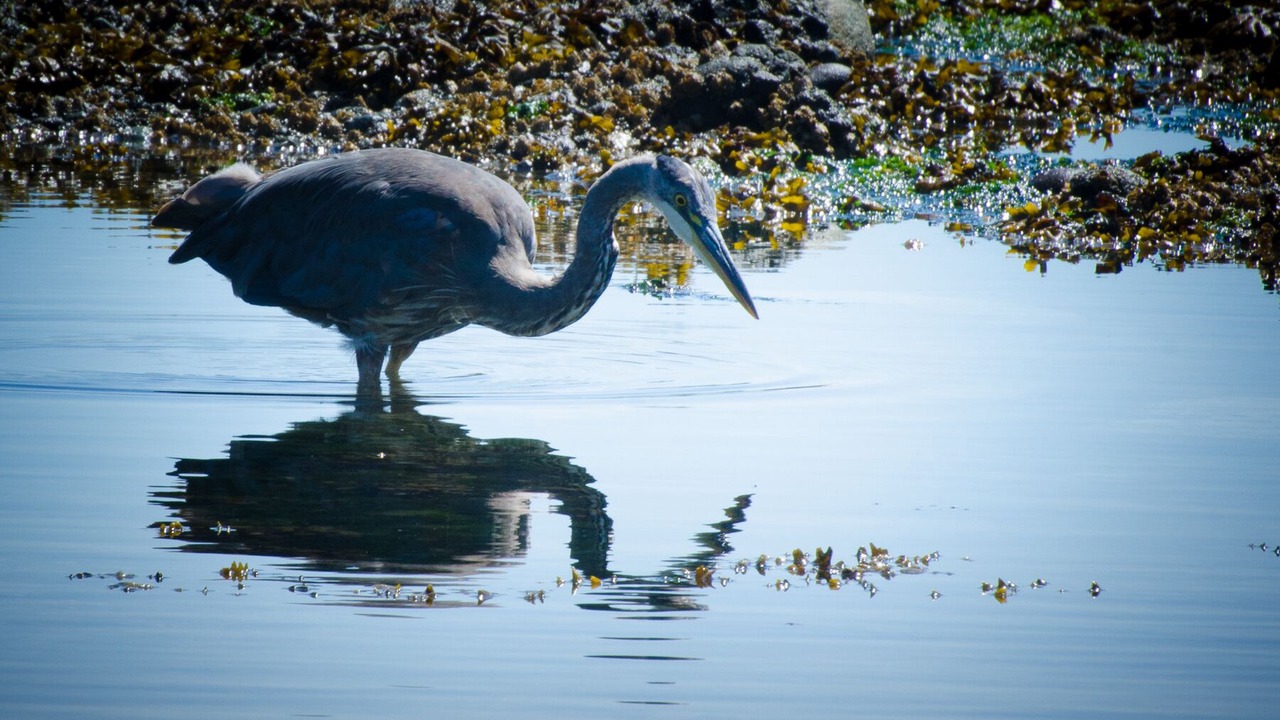 Photo of Others in Pender Island