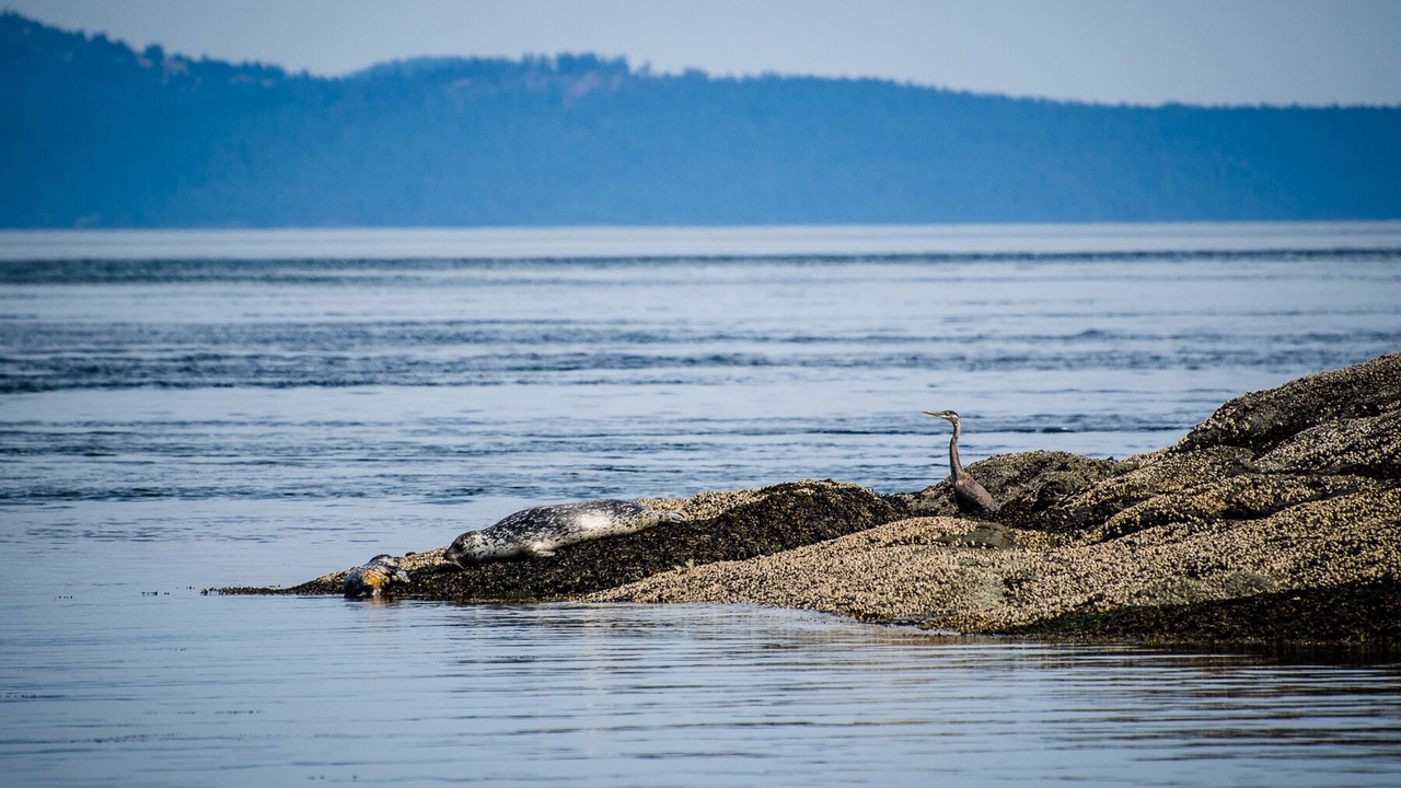 Photo of Others in Pender Island