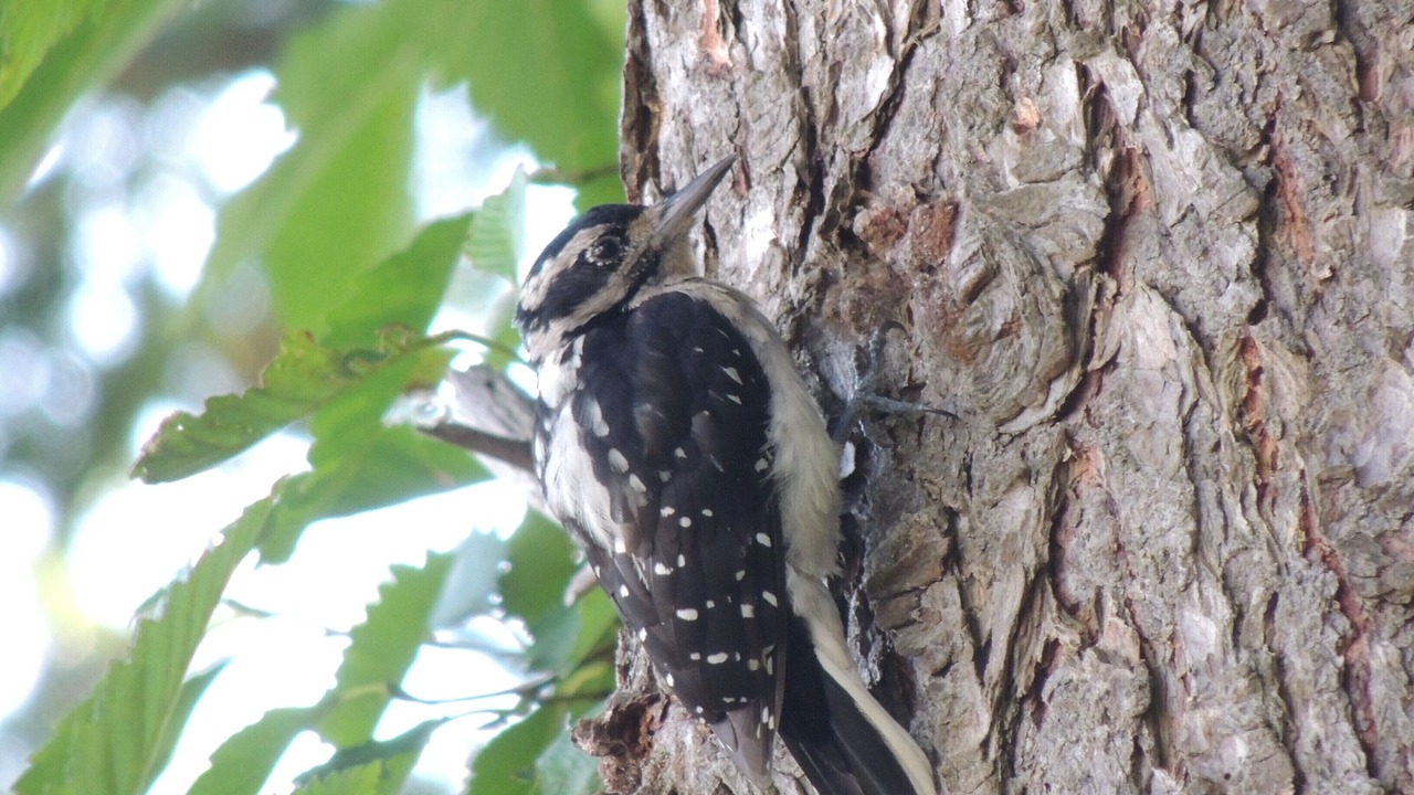 Photo of Outdoor in White Rock