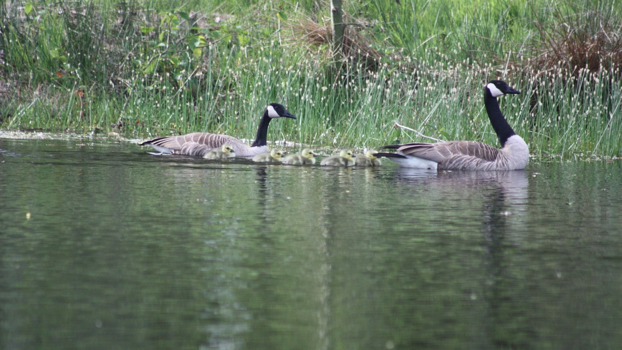Photo of Others in Langley