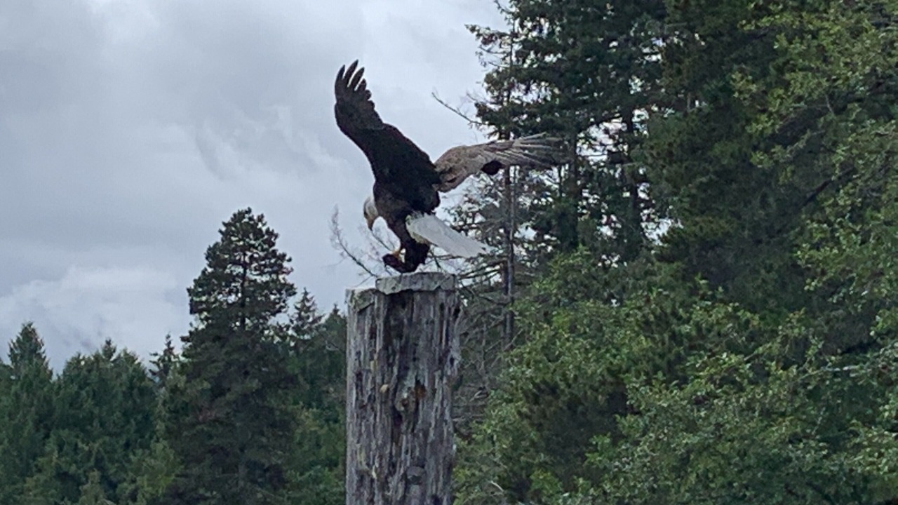 Photo of Others in Sproat Lake