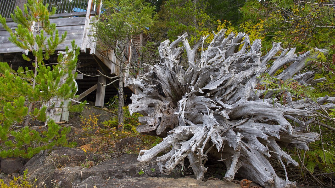 Photo of Others in Sproat Lake