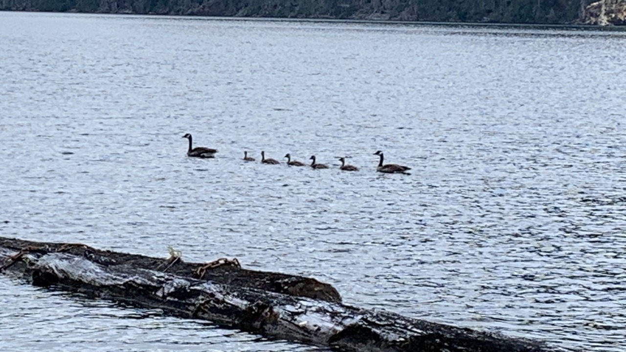Photo of Others in Sproat Lake