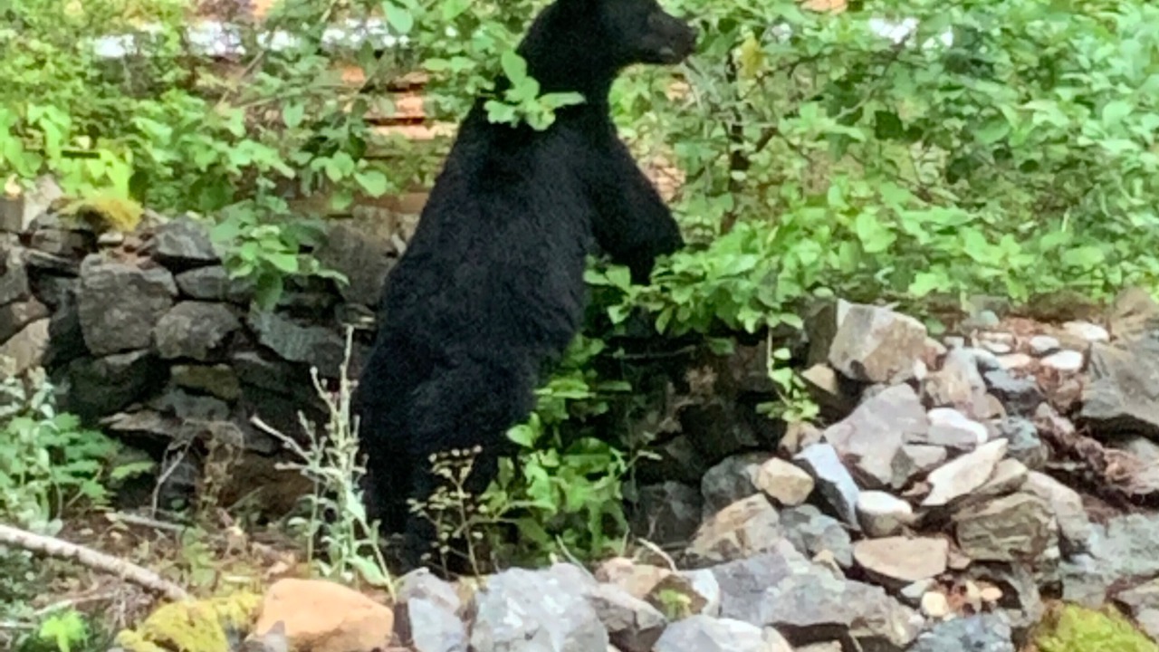 Photo of Others in Sproat Lake