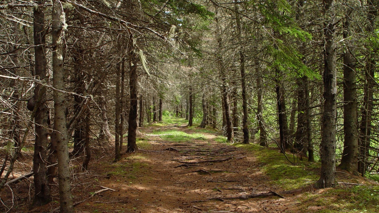 Photo of Outdoor in Tidnish Bridge