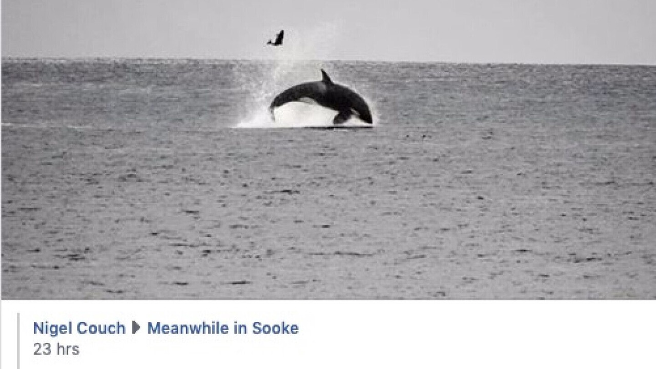 Photo of Others in Sooke