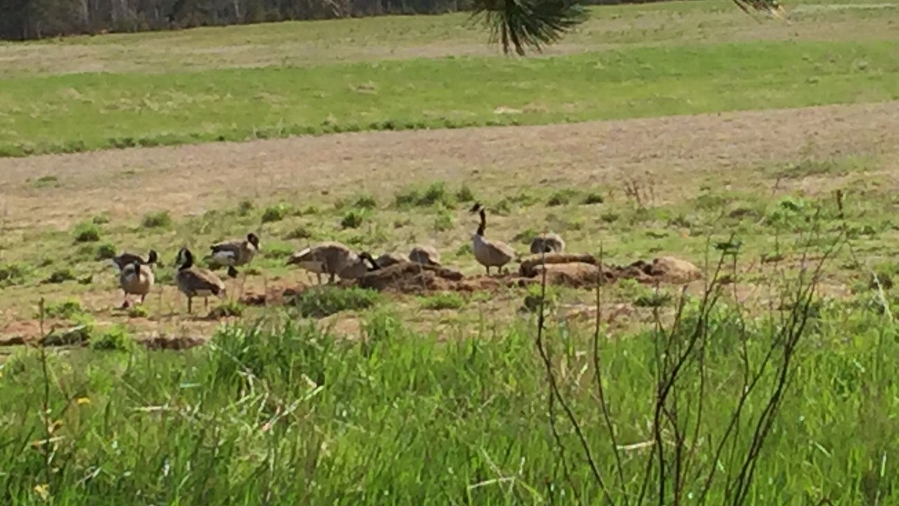 Photo of Others in Souris
