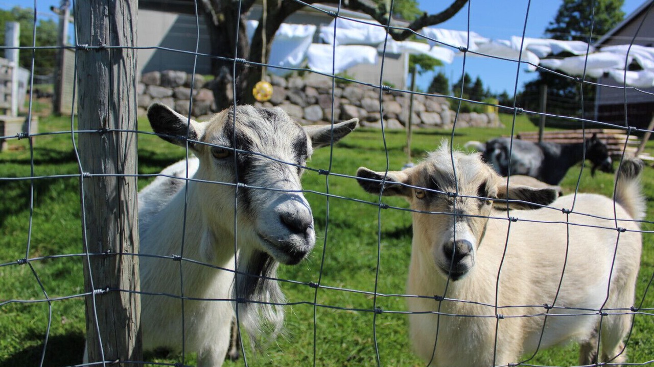 Photo of Others in Annapolis Royal