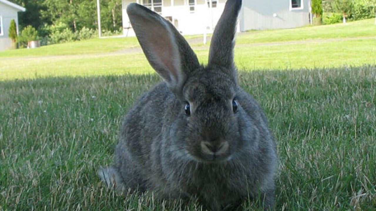 Photo of Others in Annapolis Royal