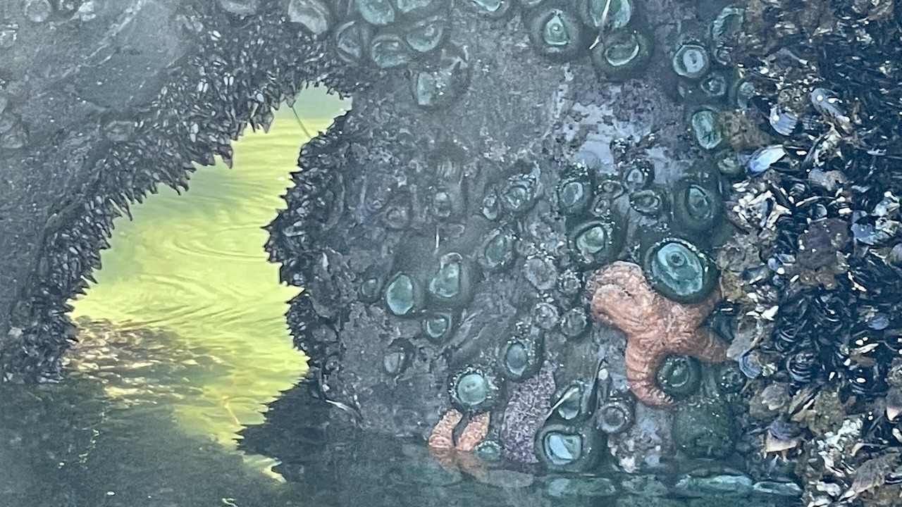 Photo of Outdoor in Ucluelet