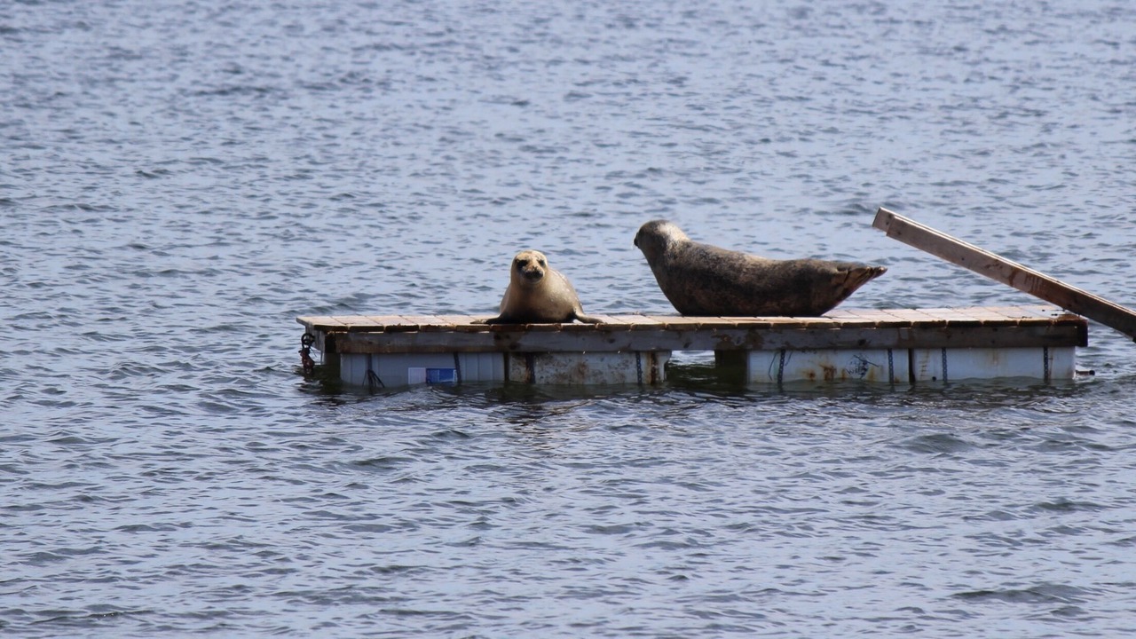 Photo of Others in Brule Point