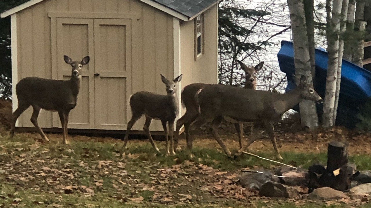 Photo of Outdoor in Lake of Bays