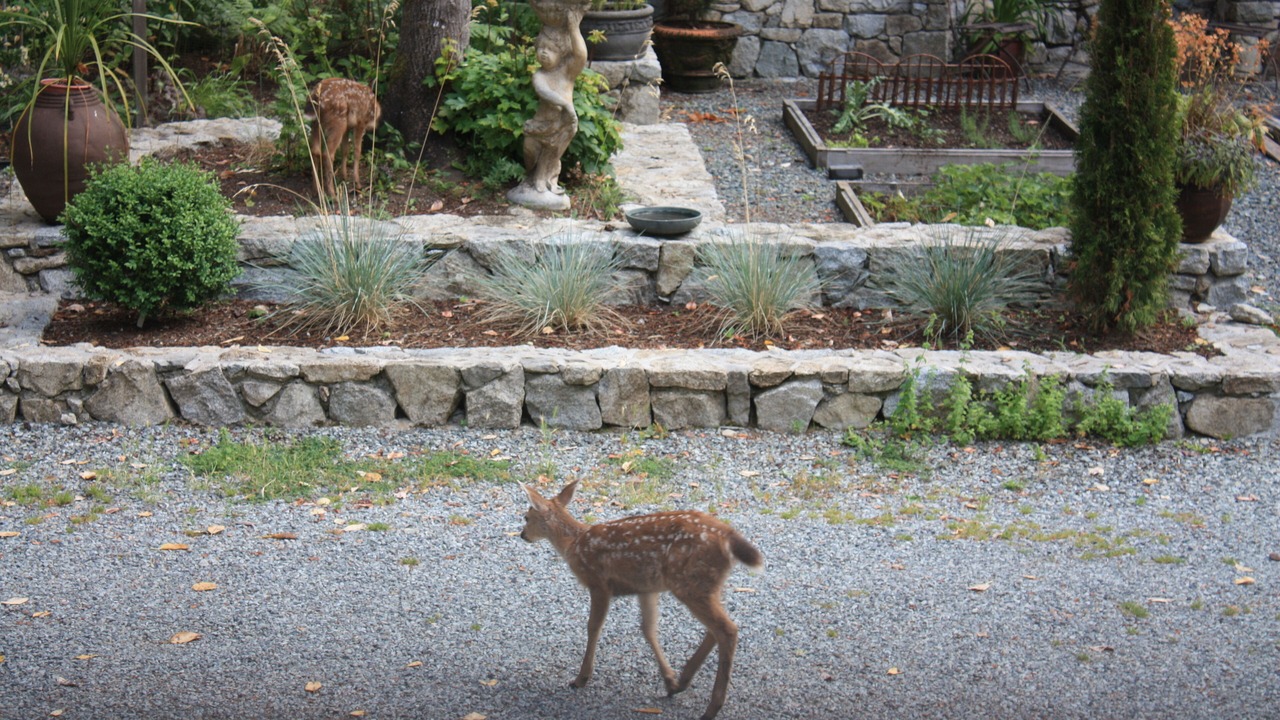 Photo of Outdoor in Saanich