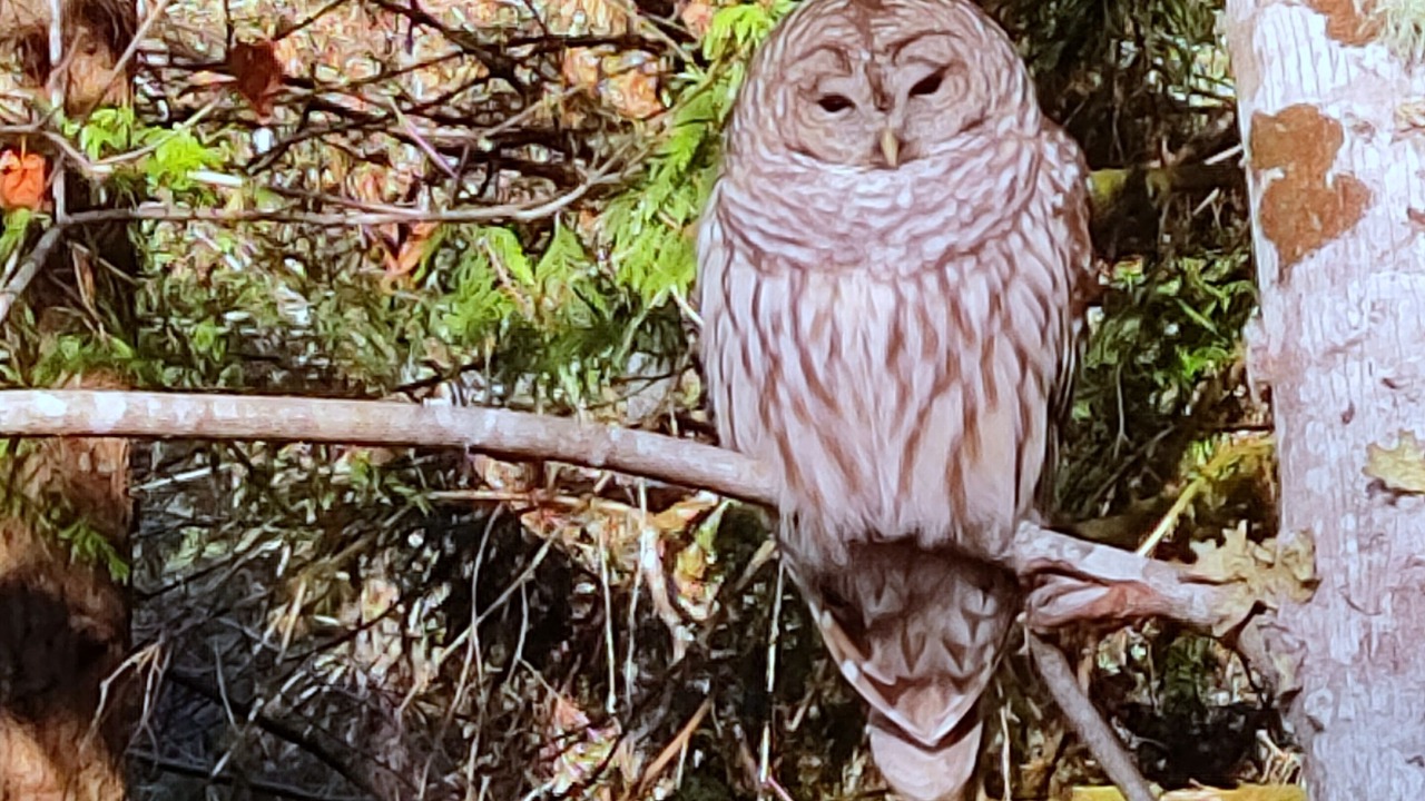Photo of Others in Sooke