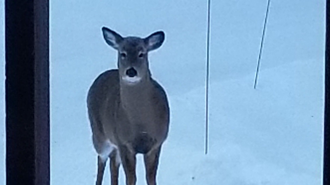 Photo of Outdoor in Utterson