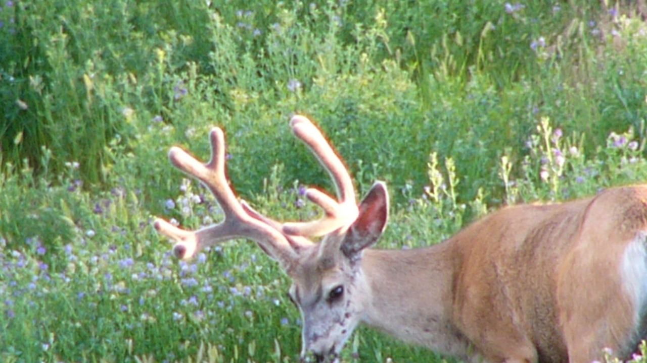 Photo of Outdoor in Mountain View