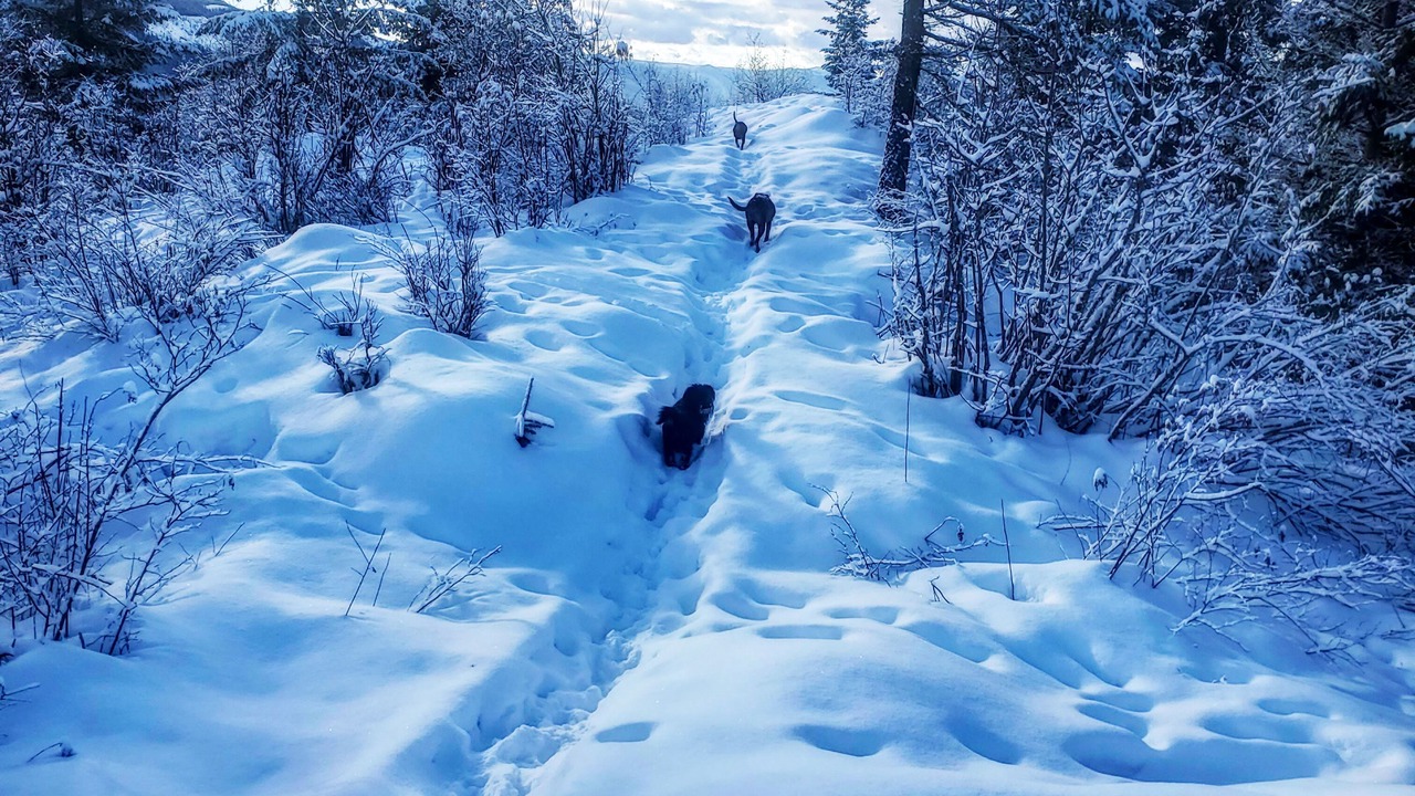 Photo of Others in Salmon Arm