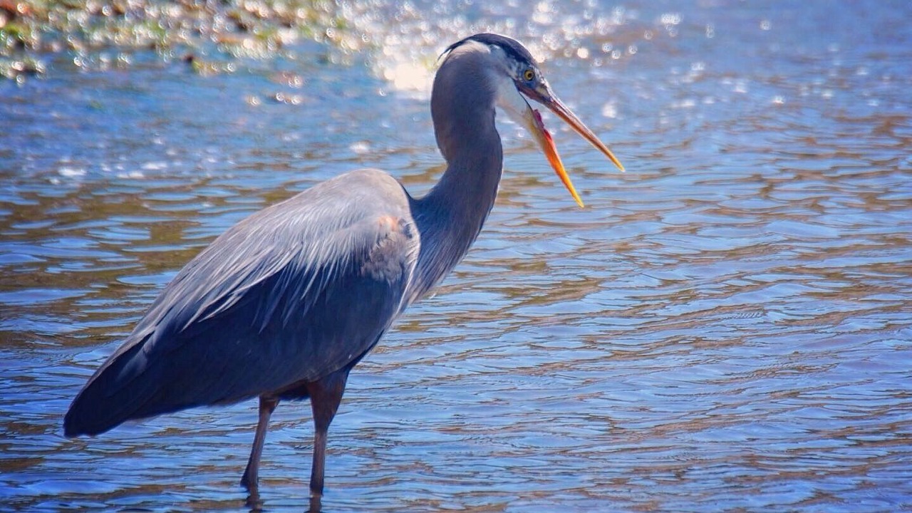 Photo of Others in Halfmoon Bay