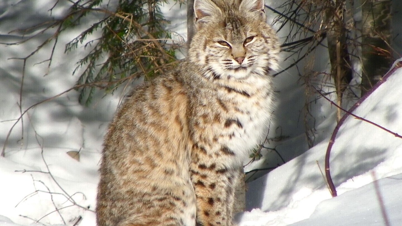 Photo of Outdoor in Ymir